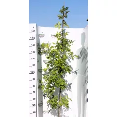   Mocsári tölgy vagy amerikai tölgy QUERCUS PALUSTRIS fl 175/200