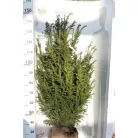 Oszlopos zöld tiszafa Taxus baccata Green Rocket Fl 125/150
