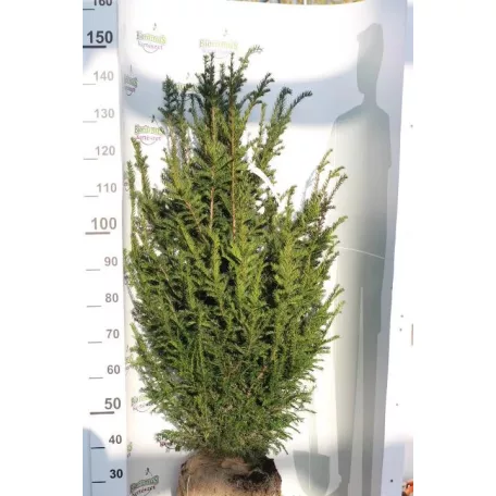 Oszlopos zöld tiszafa Taxus baccata Green Rocket Fl 125/150