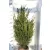 Oszlopos zöld tiszafa Taxus baccata Green Rocket Fl 125/150