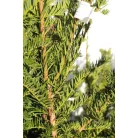 Oszlopos zöld tiszafa Taxus baccata Green Rocket Fl 125/150