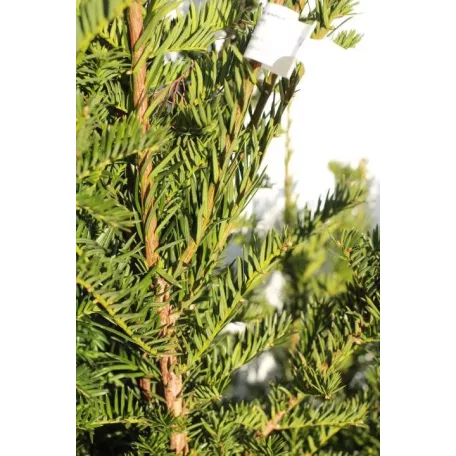 Oszlopos zöld tiszafa Taxus baccata Green Rocket Fl 125/150