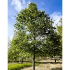Csertölgy Quercus cerris fl 200/250
