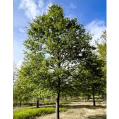 Csertölgy Quercus cerris fl 200/250