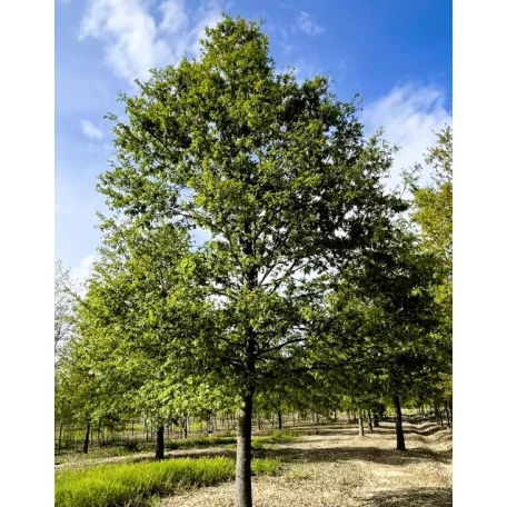 Csertölgy Quercus cerris fl 200/250