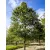 Csertölgy Quercus cerris fl 200/250