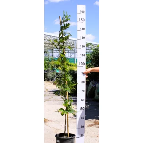 Csertölgy Quercus cerris fl 200/250