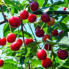 Bíborka meggy Gisela 6 alanyon szabadgyökerű