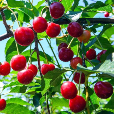 Bíborka meggy Gisela 6 alanyon szabadgyökerű