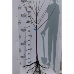 Bíborka meggy Gisela 6 alanyon szabadgyökerű