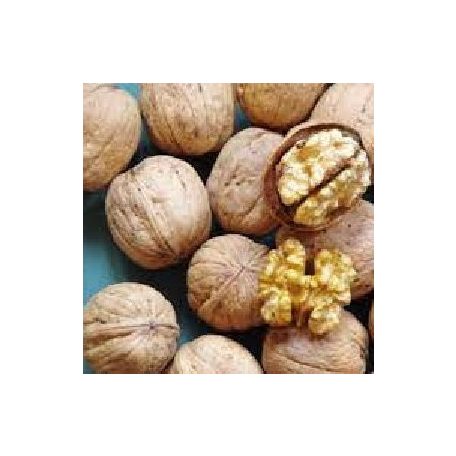 Milotai 10 dió szabadgyökerű