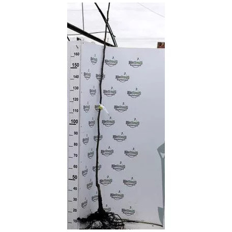 Milotai 10 dió szabadgyökerű