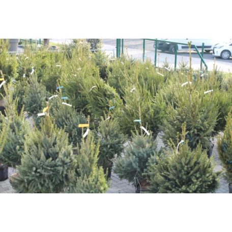 Oltott ezüstfenyő Picea pungens Fat Albert 80-100 cm-es + földlabda