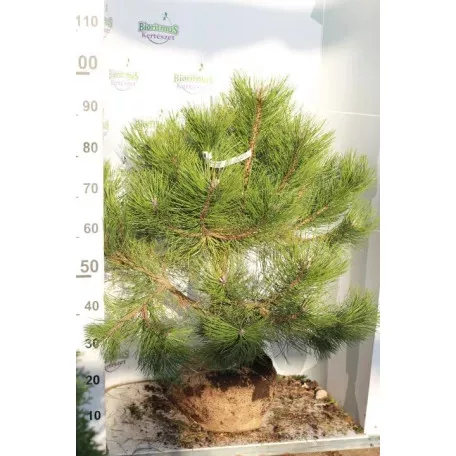 Feketefenyő Pinus nigra 80-100 cm-es + földlabda