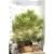 Feketefenyő Pinus nigra 80-100 cm-es + földlabda