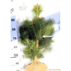 Erdeifenyő Pinus sylvestris 100-125 cm-es + földlabda