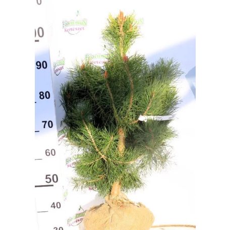 Erdeifenyő Pinus sylvestris 100-125 cm-es + földlabda