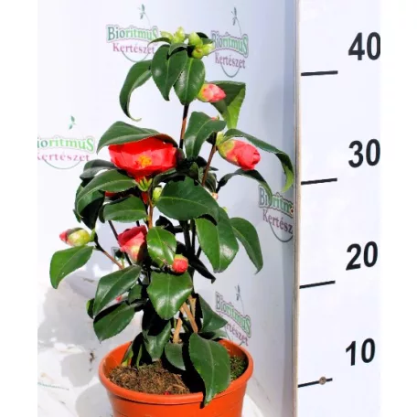 Japán kamélia Camelia Japonica 15 cm cserép
