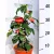 Japán kamélia Camelia Japonica 15 cm cserép