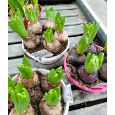 Hagymás mix Bolbloemen gem 12 cm cserép