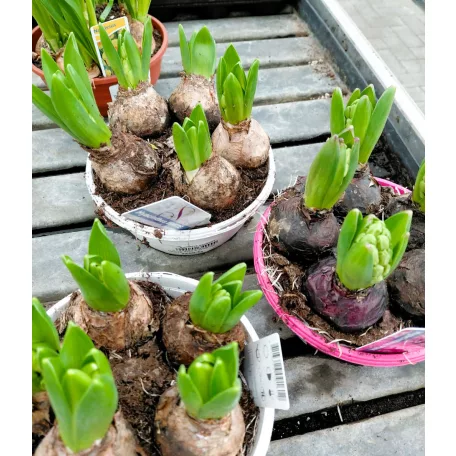 Hagymás mix Bolbloemen gem 12 cm cserép