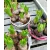 Hagymás mix Bolbloemen gem 12 cm cserép