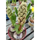 Hagymás mix Bolbloemen gem 12 cm cserép