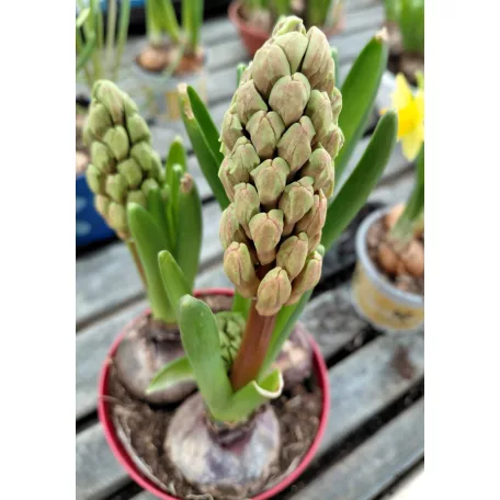 Hagymás mix Bolbloemen gem 12 cm cserép