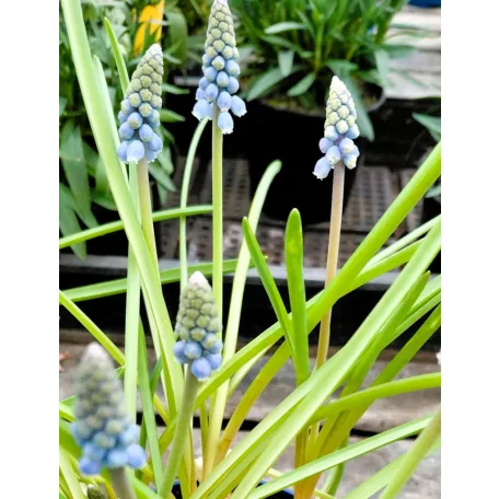 Hagymás mix Bolbloemen gem 12 cm cserép