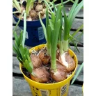 Hagymás mix Bolbloemen gem 12 cm cserép