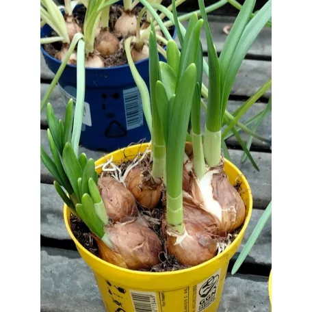 Hagymás mix Bolbloemen gem 12 cm cserép