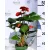 Flamingóvirág Anthurium Royal Red big flower 14 cm cseré