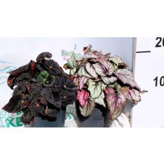 Begónia, Begonia Rex Luxe 12 cm cserép
