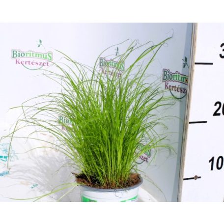 Macskafű Cyperus alte. Zumula 12 cm cserép