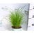 Macskafű Cyperus alte. Zumula 12 cm cserép