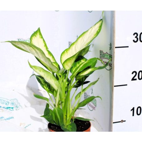 Buzogányvirág Dieffenbachia Camilla 12 cm cserép