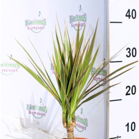 Tarka sárkányfa Dracaena marginata Bicolor 12 cm cserép