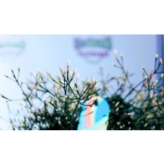   Sokvirágú jázmin Jasminum polyanthum white bow 12 cm cserép