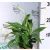 Vitorlavirág Spathiphyllum Alana 9 cm cserép