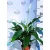 Vitorlavirág Spathiphyllum Sweet Benito 13 cm cserép