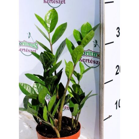 Agglegénypálma Zamioculcas 3-4 12 cm cserép