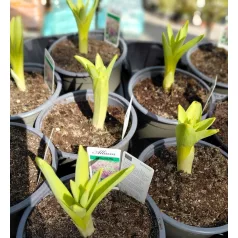 Díszhagyma Allium Schuberti, purple 14 cm cserép