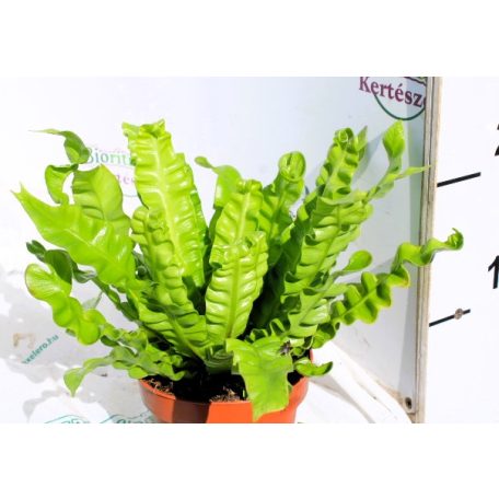 Madárfészekpáfrány Asplenium nidus Crispy Wave 12 cm cserép