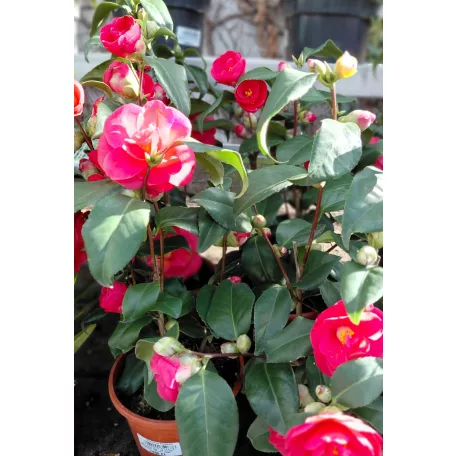 Japán kamélia Camellia jap. 15 buds Knospen 15 cm cser
