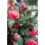 Japán kamélia Camellia jap. 15 buds Knospen 15 cm cser