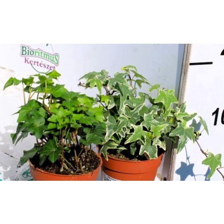 Hedera helix 9 cm cserép