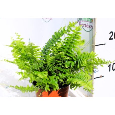 Szobapáfrány Nephrolepis ex.Green Moment 12 cm cserép