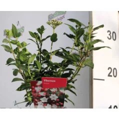 Örökzöld bangita Viburnum Tinus 11 cm cserép