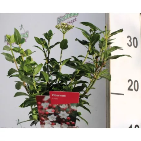 Örökzöld bangita Viburnum Tinus 11 cm cserép