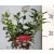Örökzöld bangita Viburnum Tinus 11 cm cserép